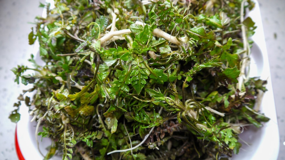 a white plate topped with lots of green plants