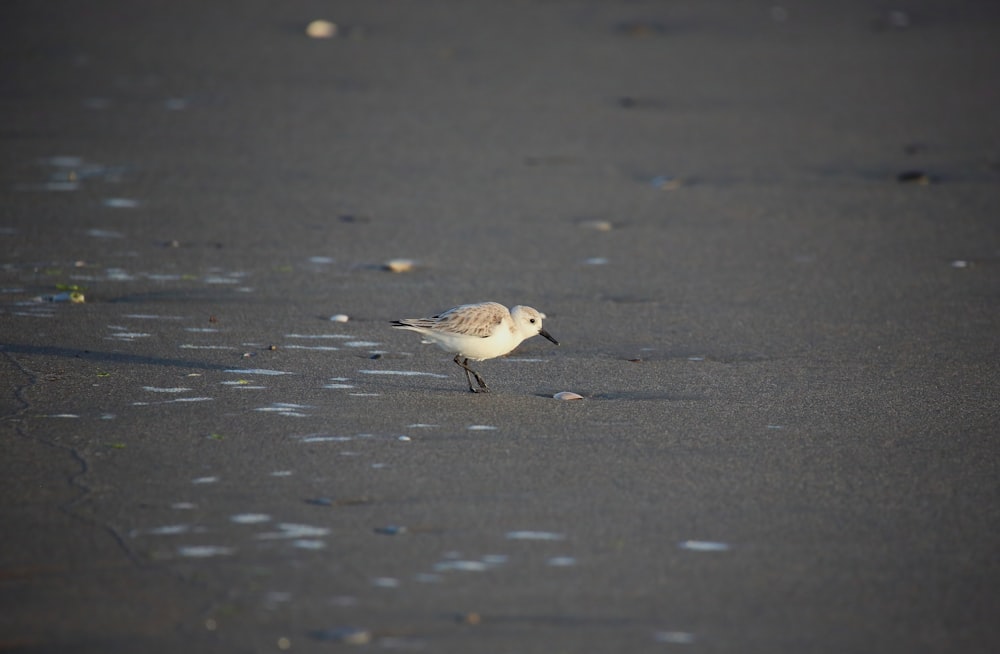 a small bird standing on a wet beach