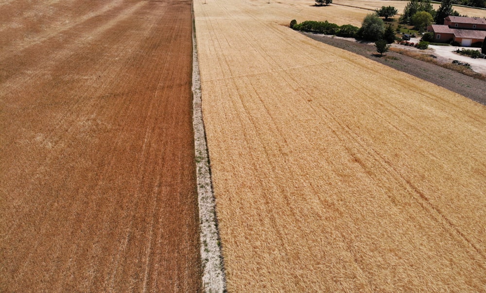 a large field of wheat next to a road