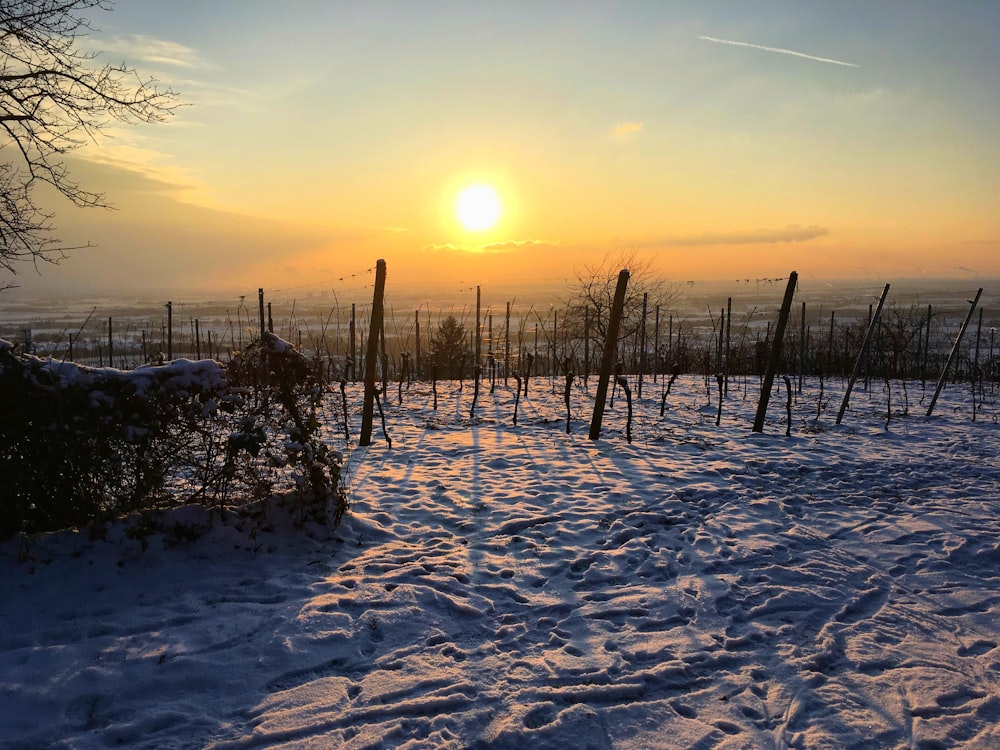 Die Sonne geht über einem verschneiten Weinberg unter