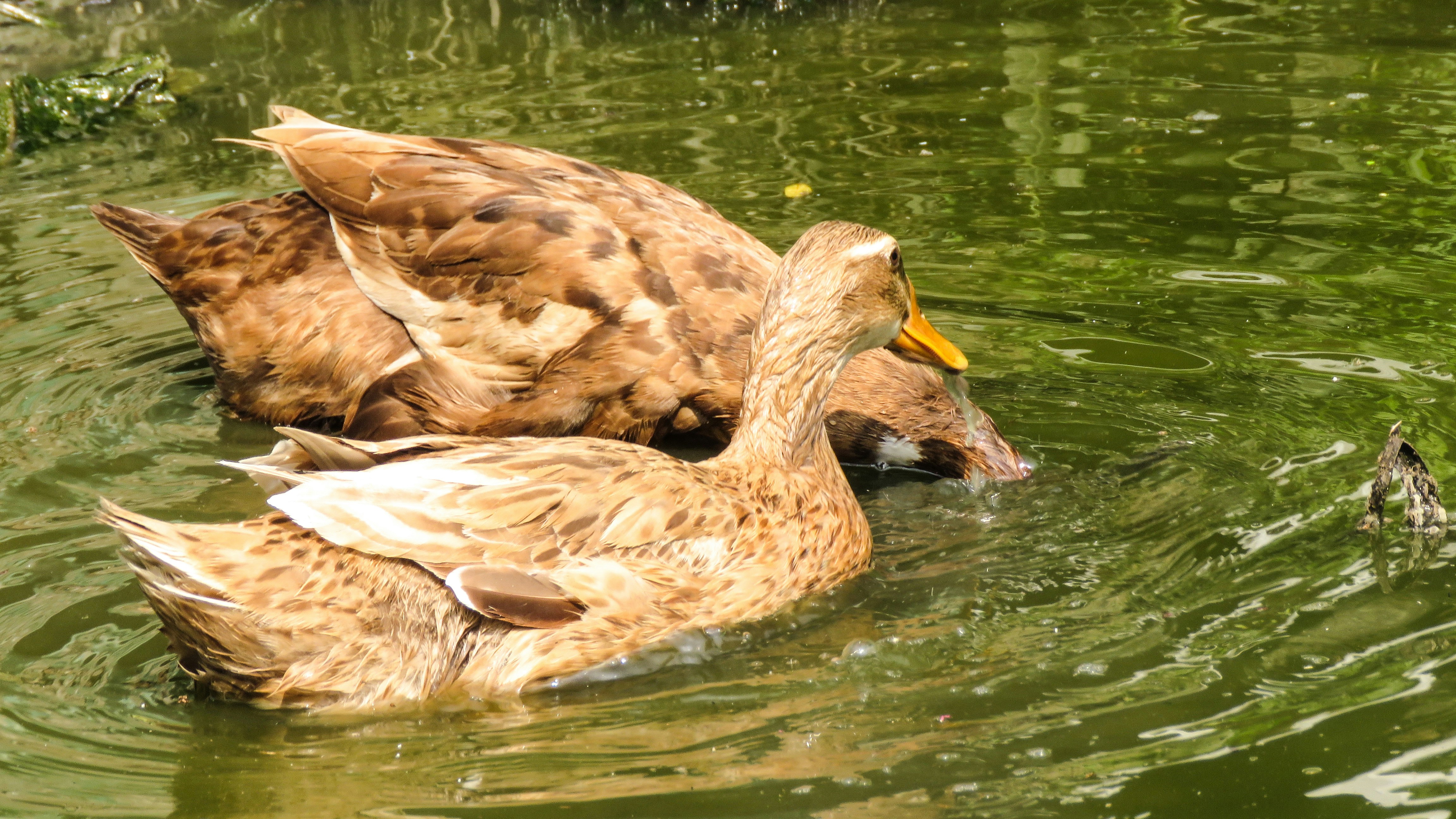 Photo by shuyebahmodbd