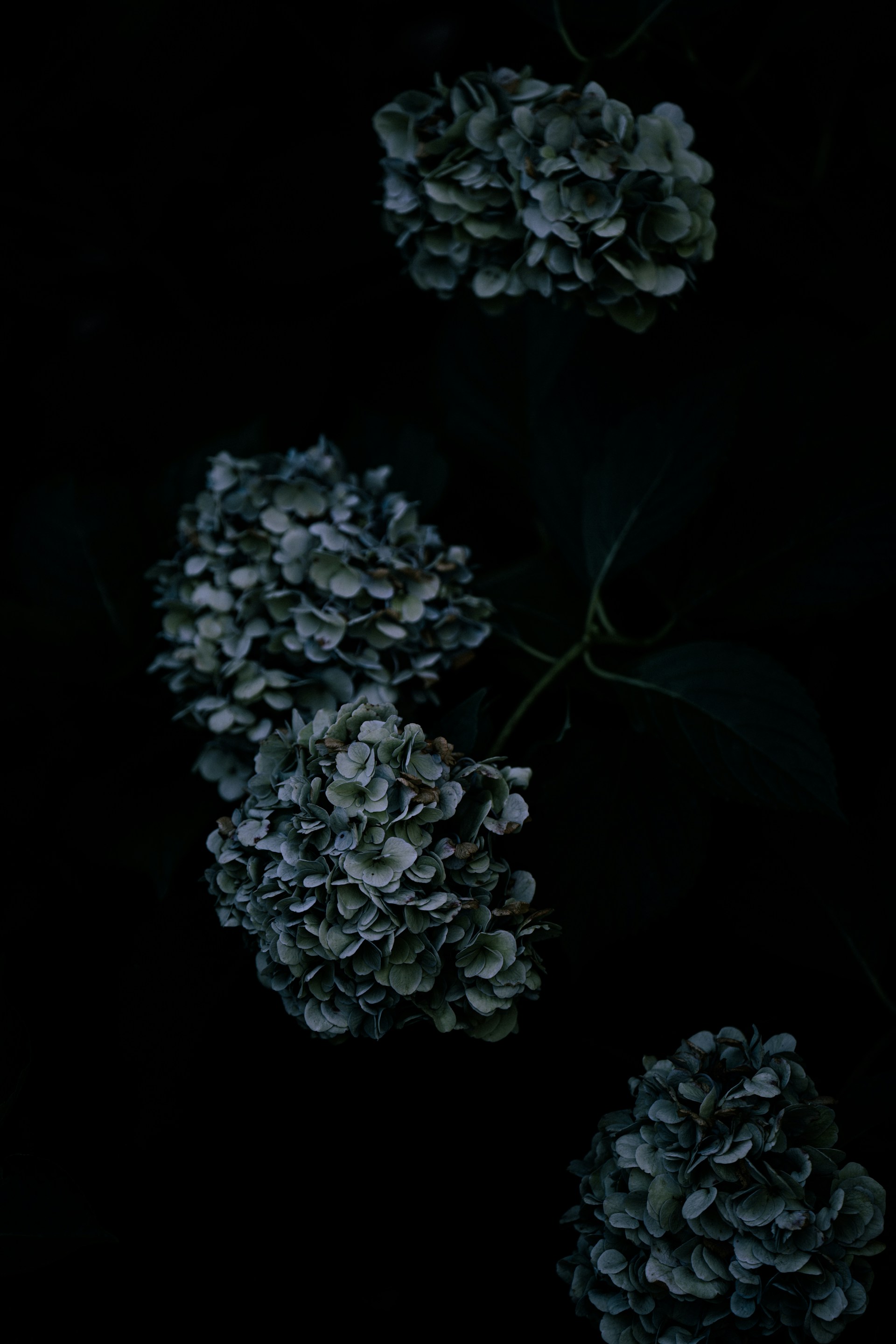a group of blue flowers on a black background