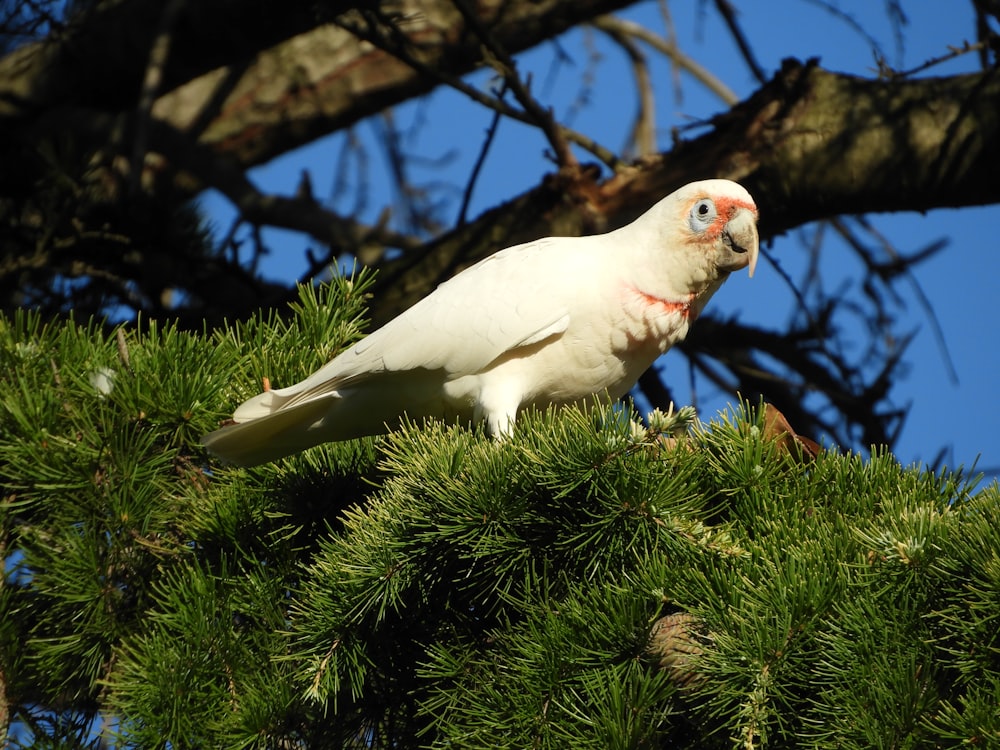 a white bird perched on top of a pine tree