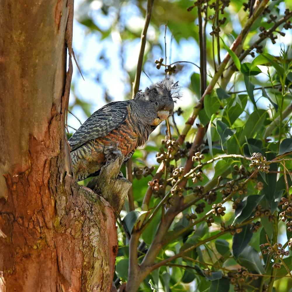 a bird perched on top of a tree branch