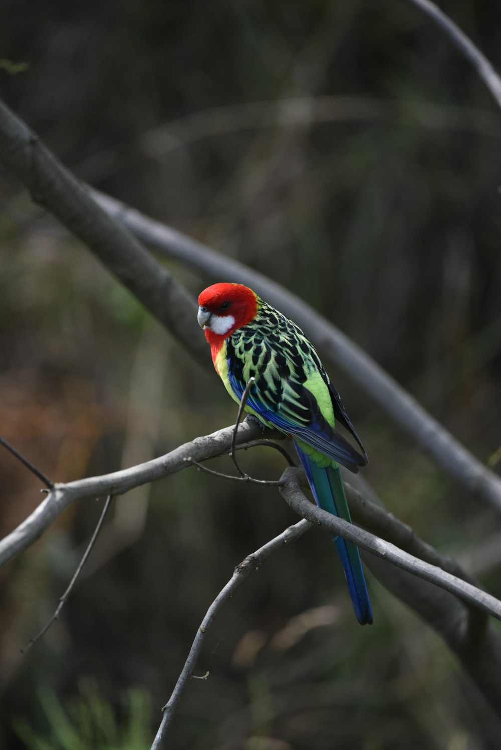 a colorful bird sitting on top of a tree branch