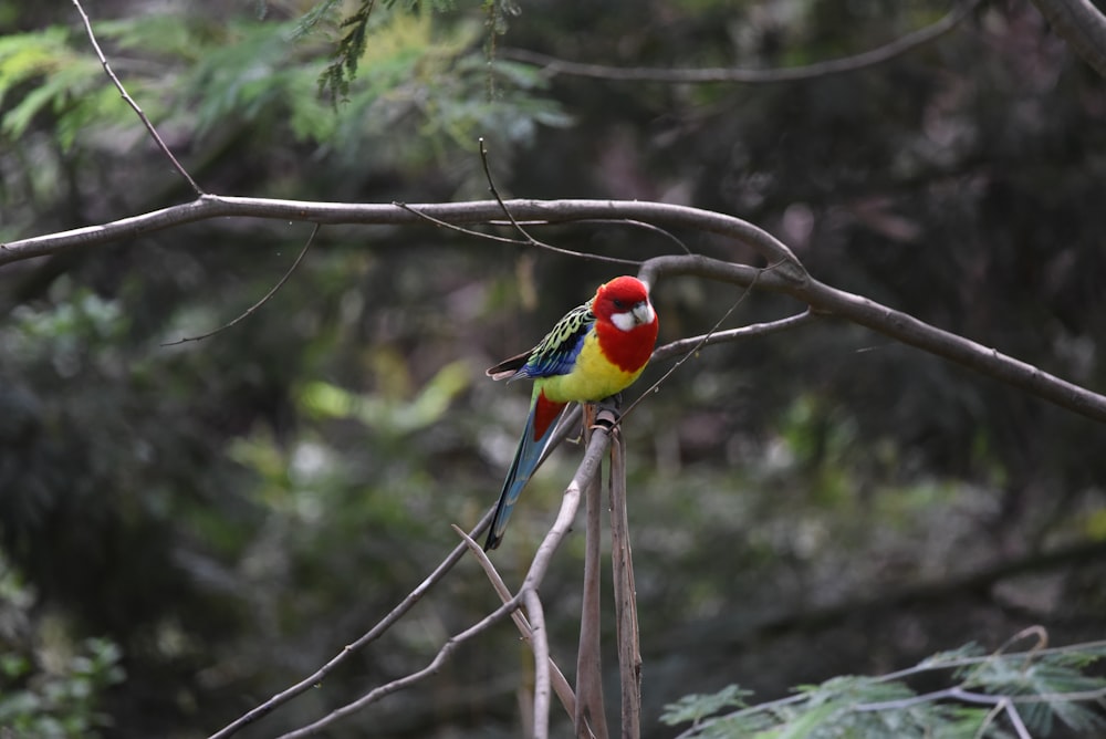 a colorful bird perched on top of a tree branch