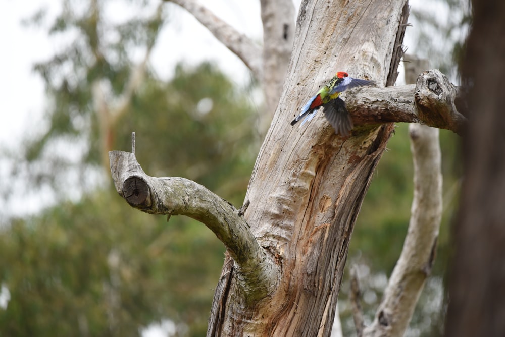 a colorful bird perched on a tree branch