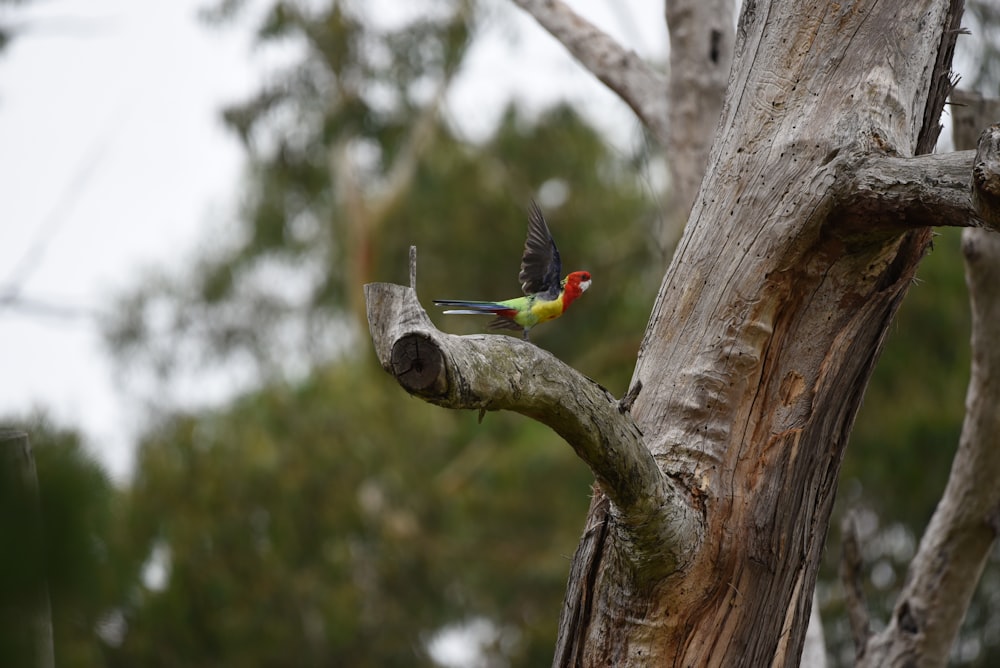 a colorful bird perched on top of a tree branch