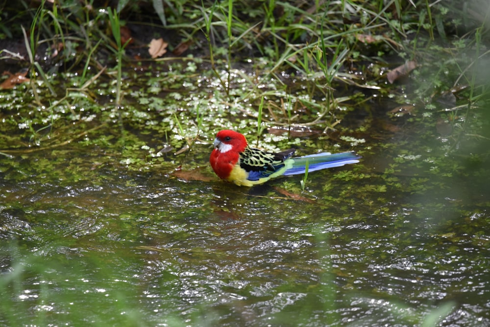 a colorful bird standing in a body of water