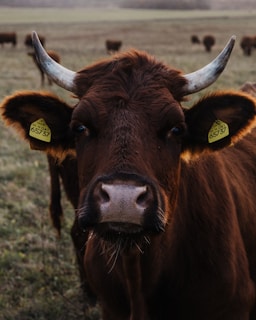 A close-up of a brown cow with large horns standing in a grassy field. The cow has ear tags on both ears with numbers on them. Other cows are visible in the blurred background, suggesting a herd grazing in a spacious pasture.