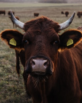 A close-up of a brown cow with large horns standing in a grassy field. The cow has ear tags on both ears with numbers on them. Other cows are visible in the blurred background, suggesting a herd grazing in a spacious pasture.