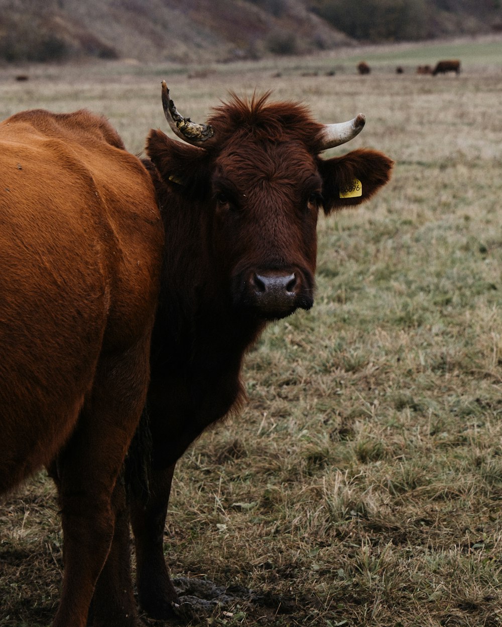 a brown cow standing on top of a dry grass field