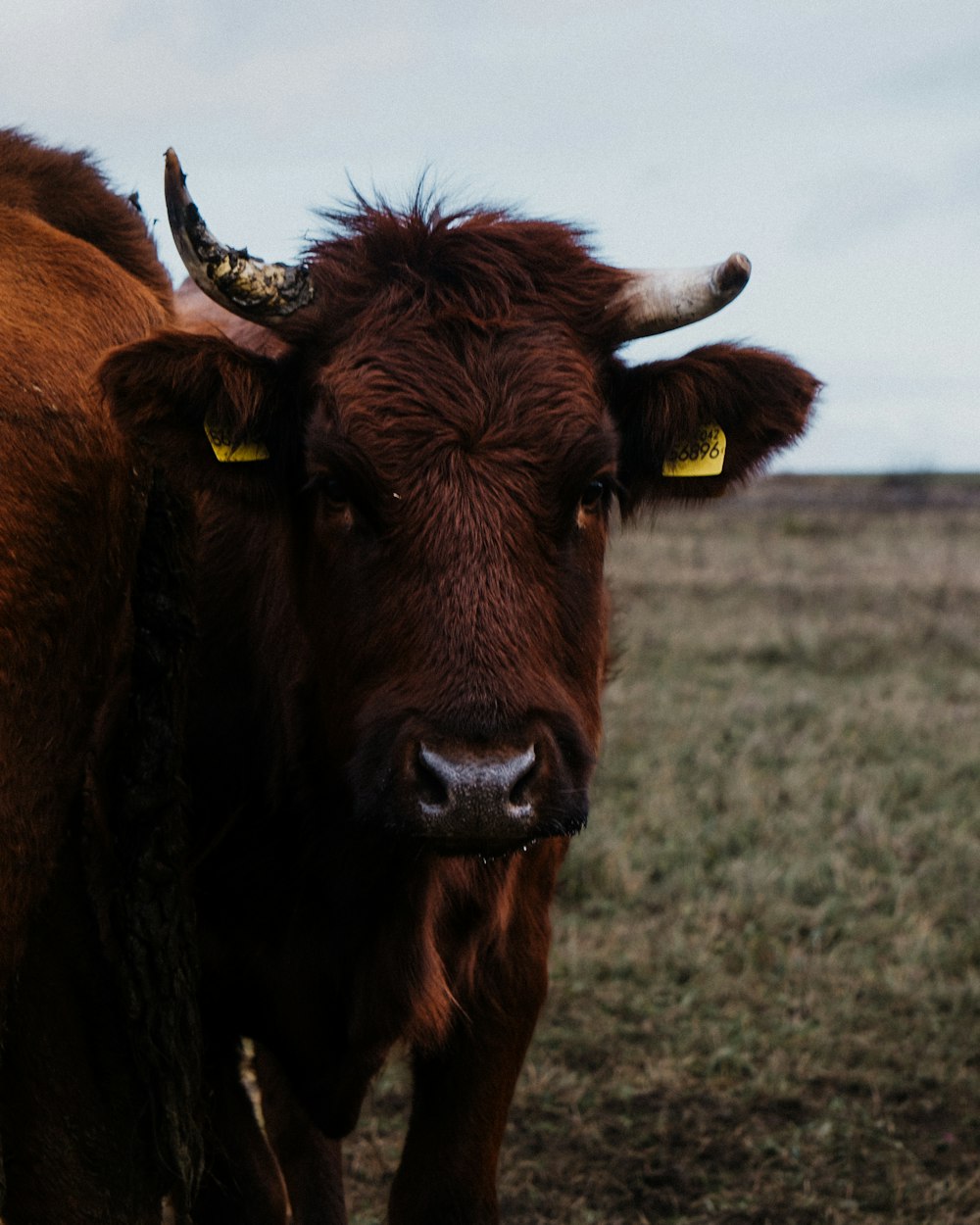 a brown cow standing on top of a grass covered field