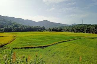 a lush green field with mountains in the background