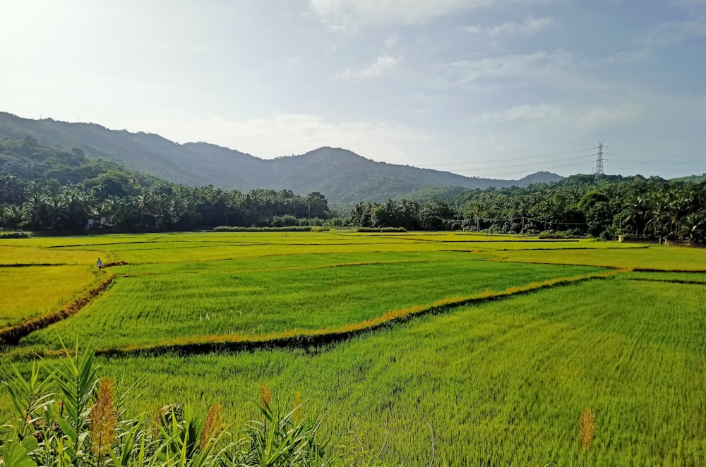 a lush green field with mountains in the background