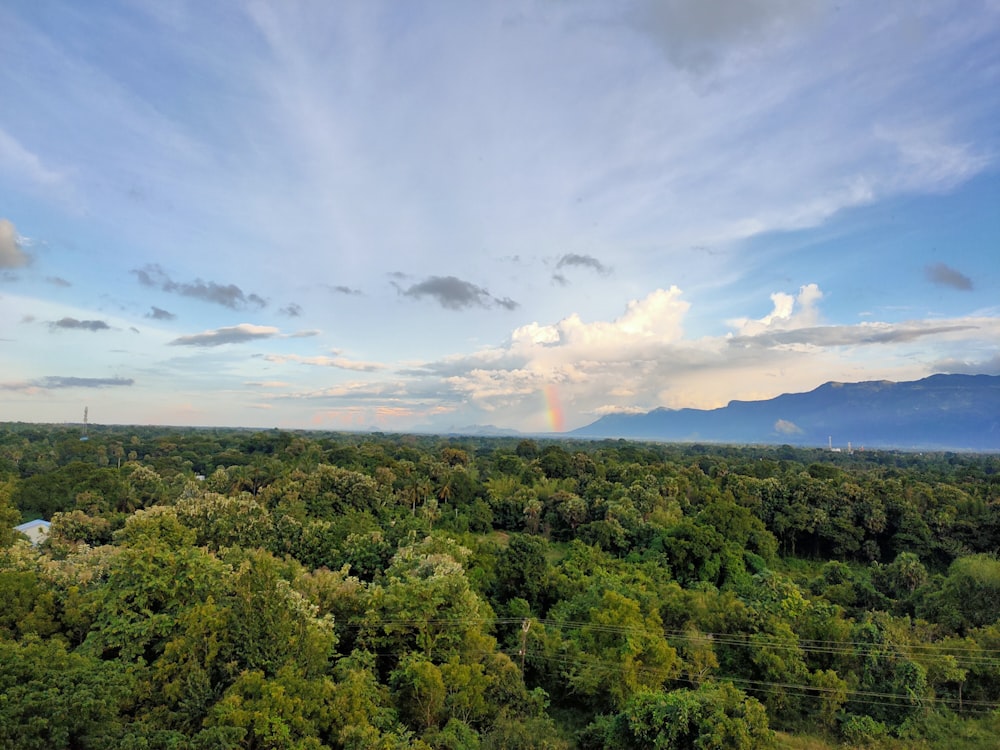 a rainbow in the sky over a lush green forest