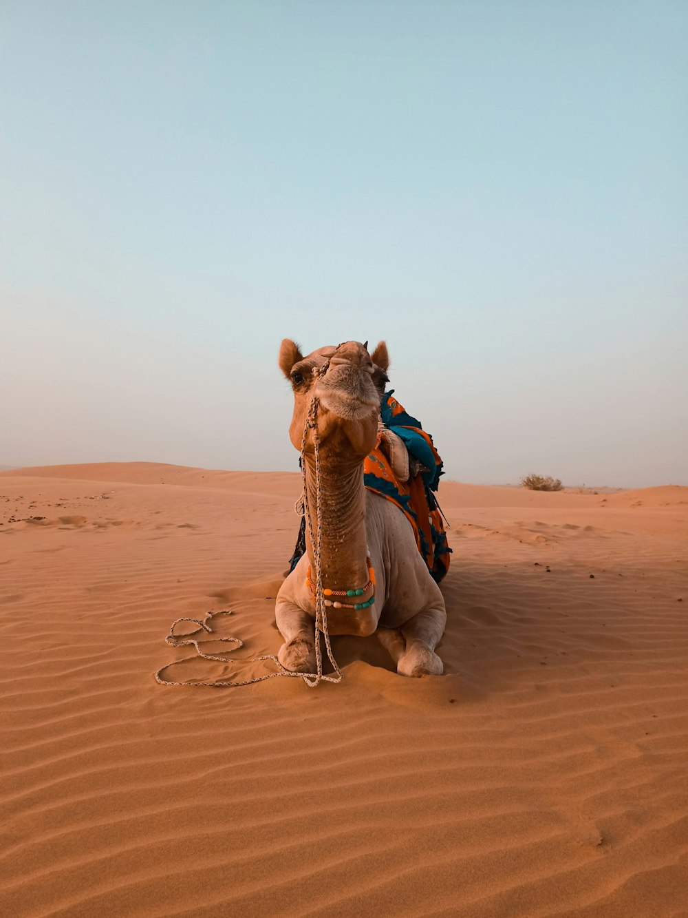 a camel sitting in the middle of a desert