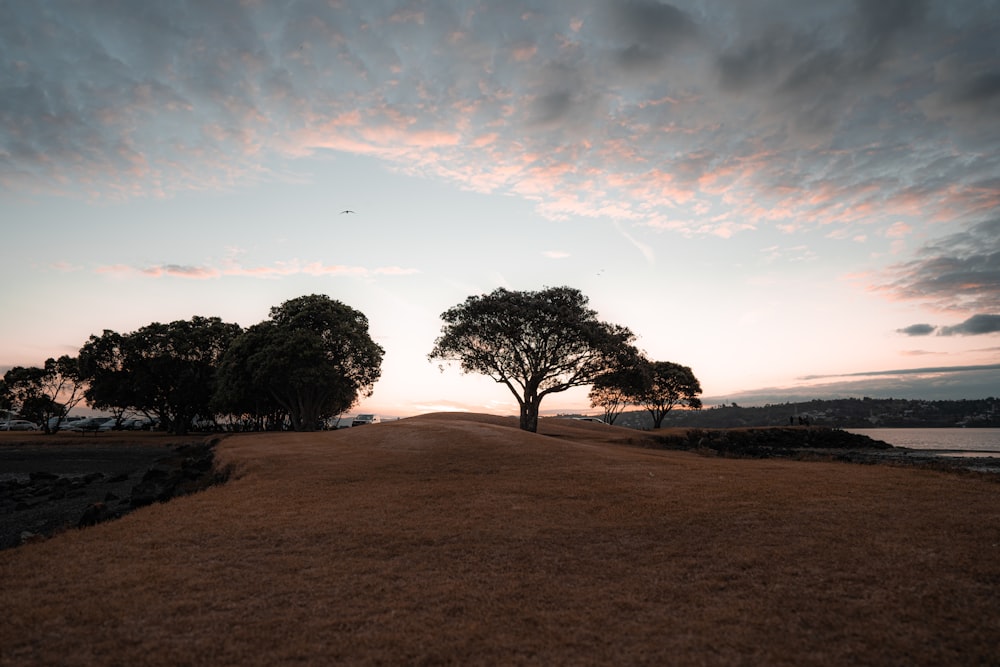 a couple of trees that are standing in the grass