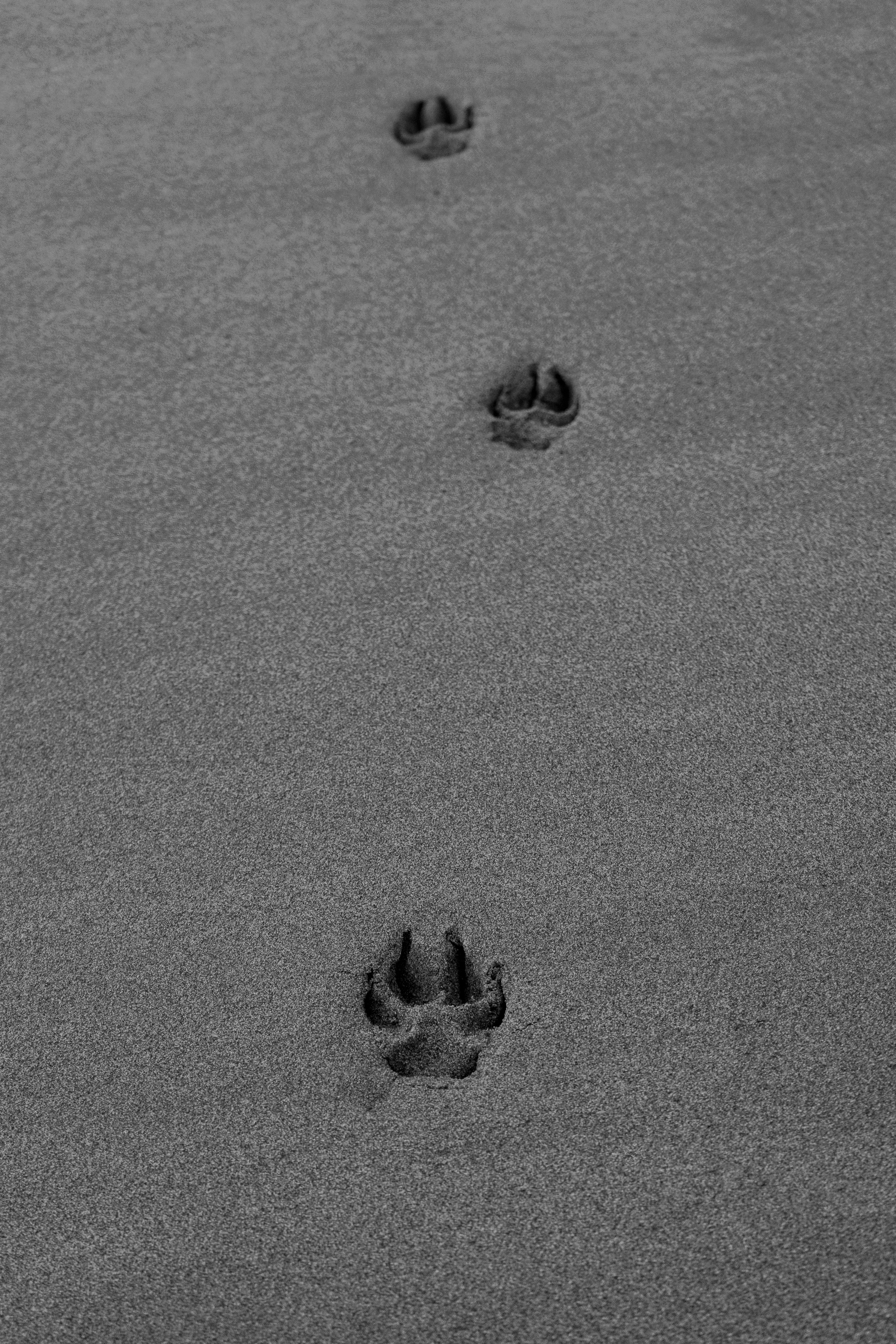 Un par de huellas que están en la arena