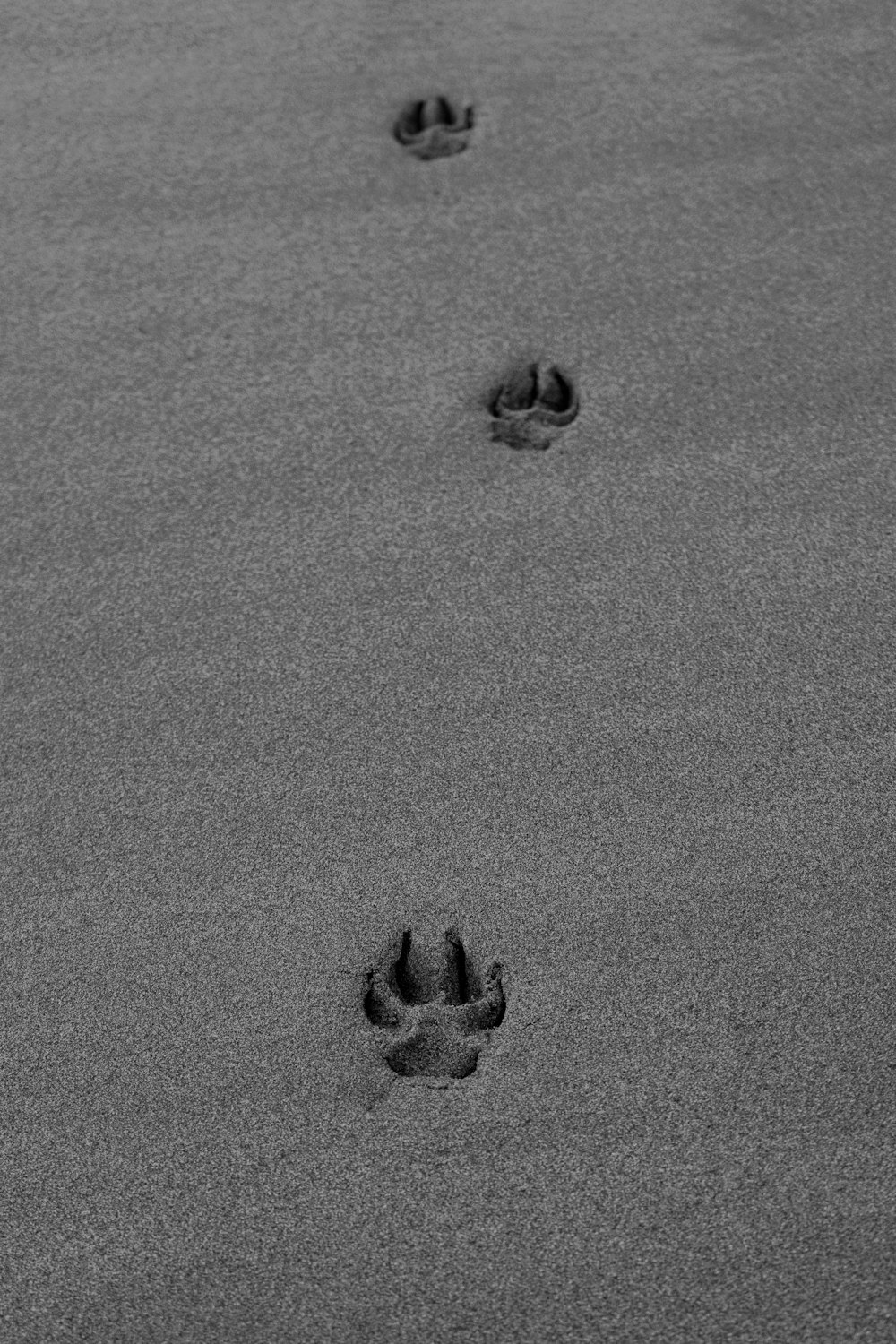 모래에있는 몇 개의 발자국