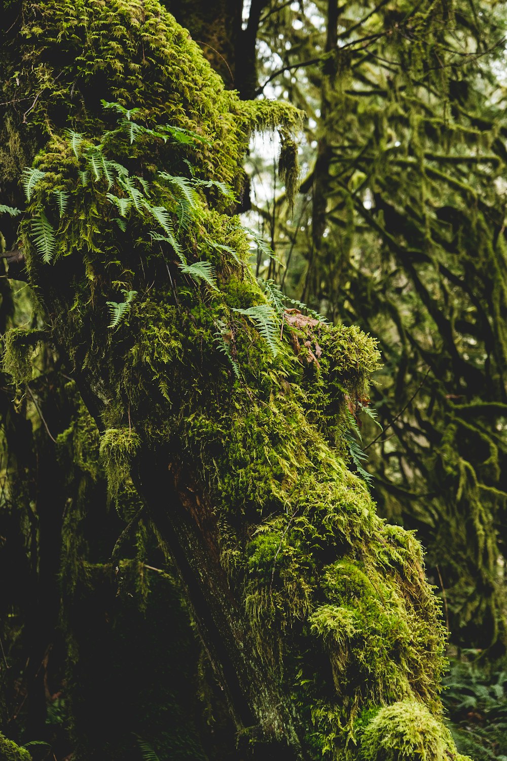 a moss covered tree trunk in the middle of a forest