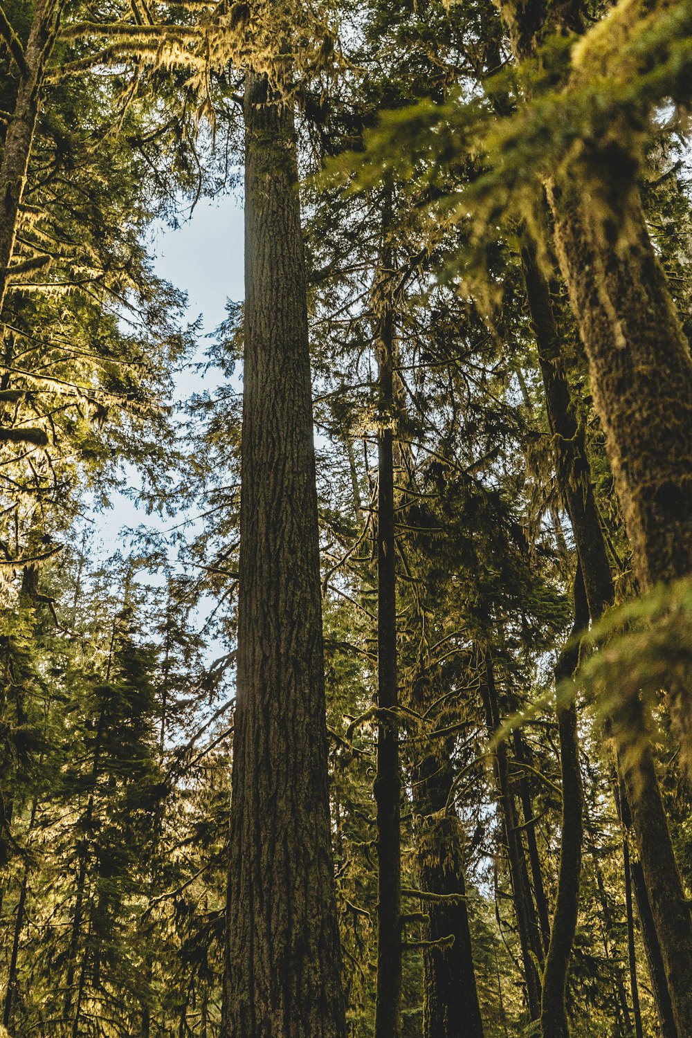 a tall tree in the middle of a forest