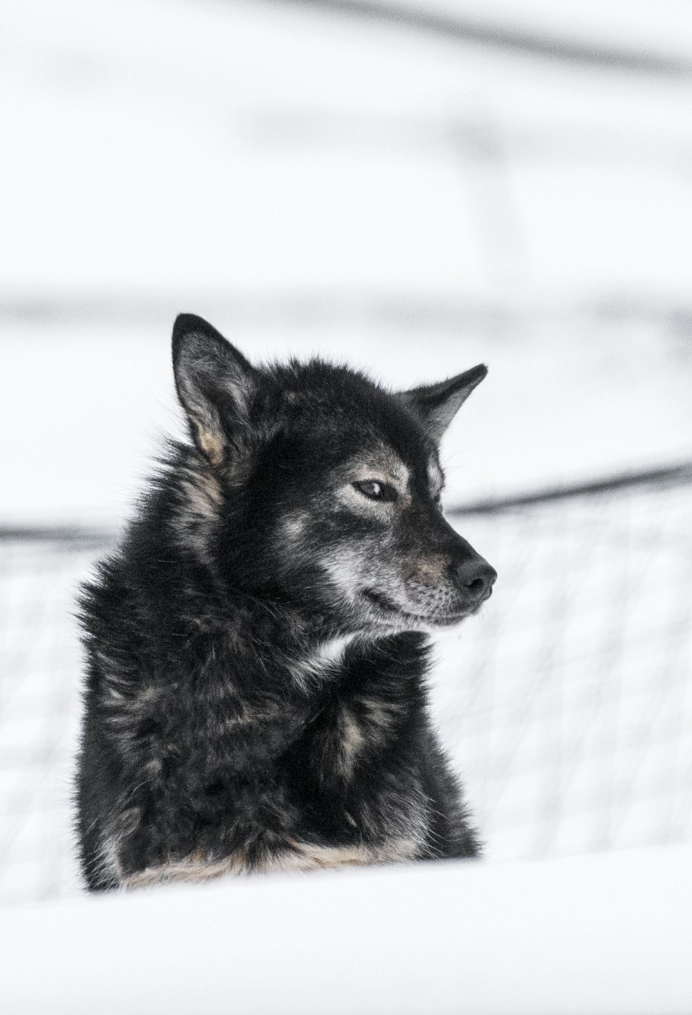 a black and white dog sitting in the snow