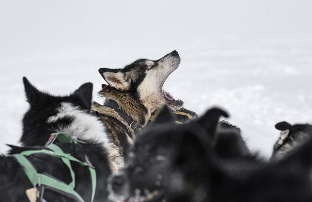 a dog sledding in the snow with a group of dogs