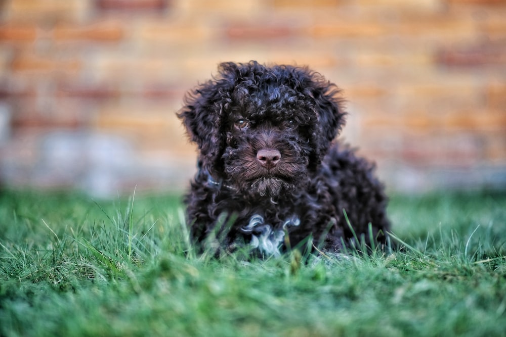 a small black dog sitting on top of a lush green field