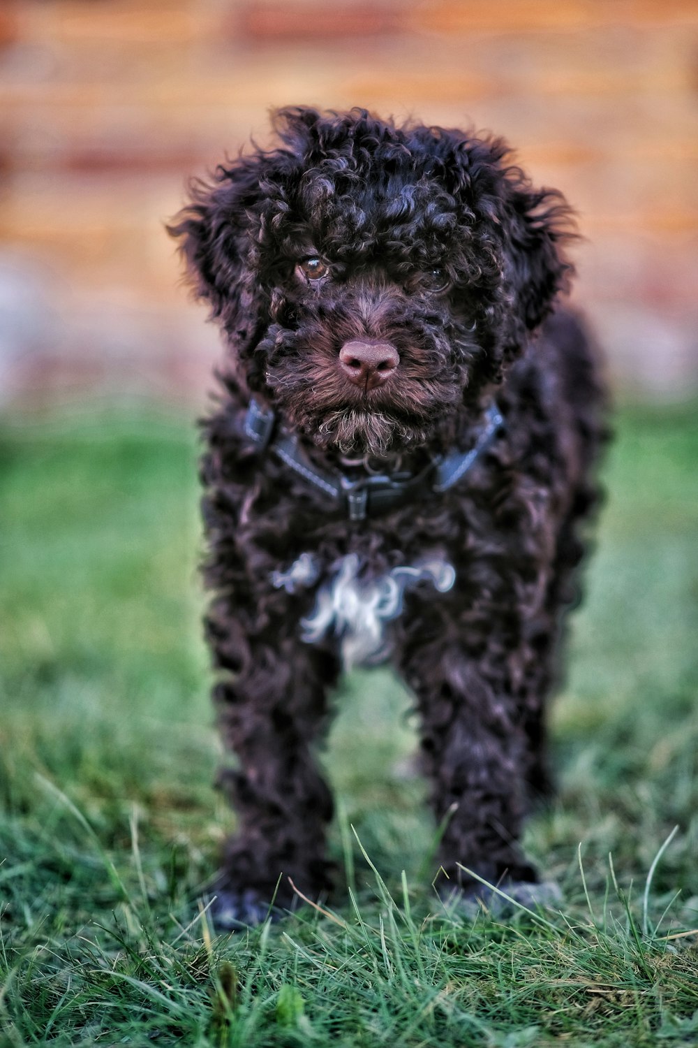 a small black dog standing on top of a lush green field