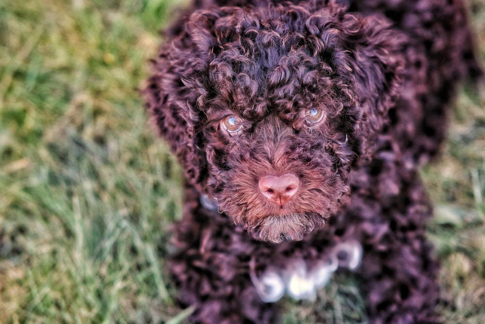 a close up of a dog on a field of grass