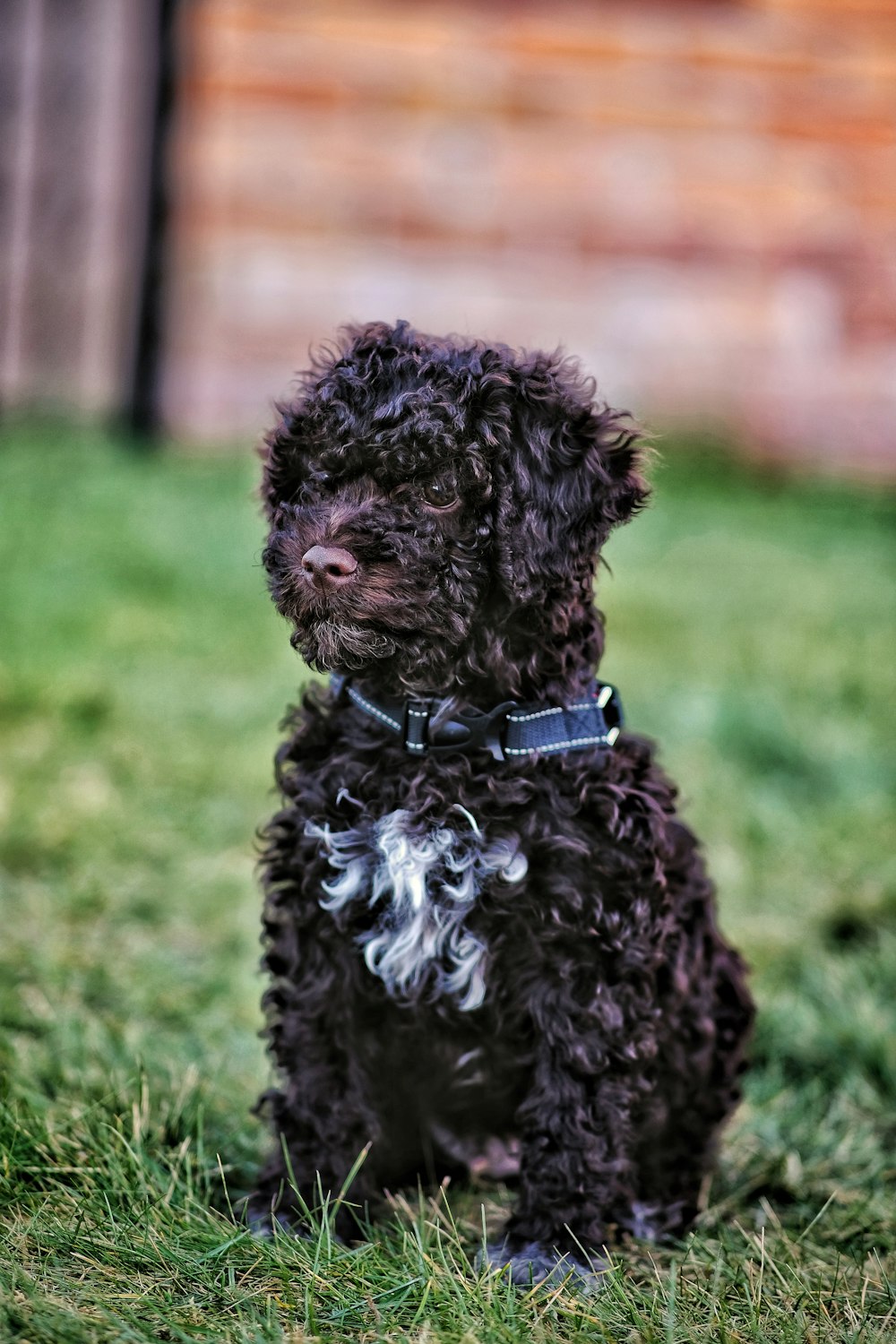 a small black dog sitting on top of a lush green field