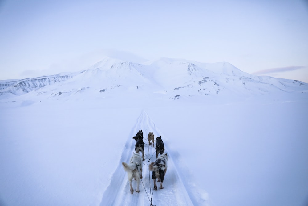 a group of dogs pulling a sled across snow covered ground