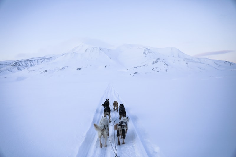 Team of six sled dogs in harness pulling along a snow track across a white valley toward rounded snow-covered mountains