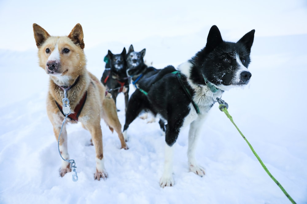 a group of dogs that are standing in the snow