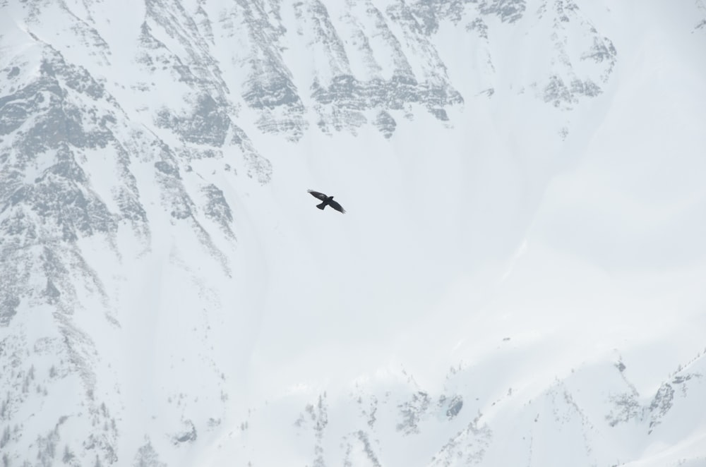 a large bird flying over a snow covered mountain