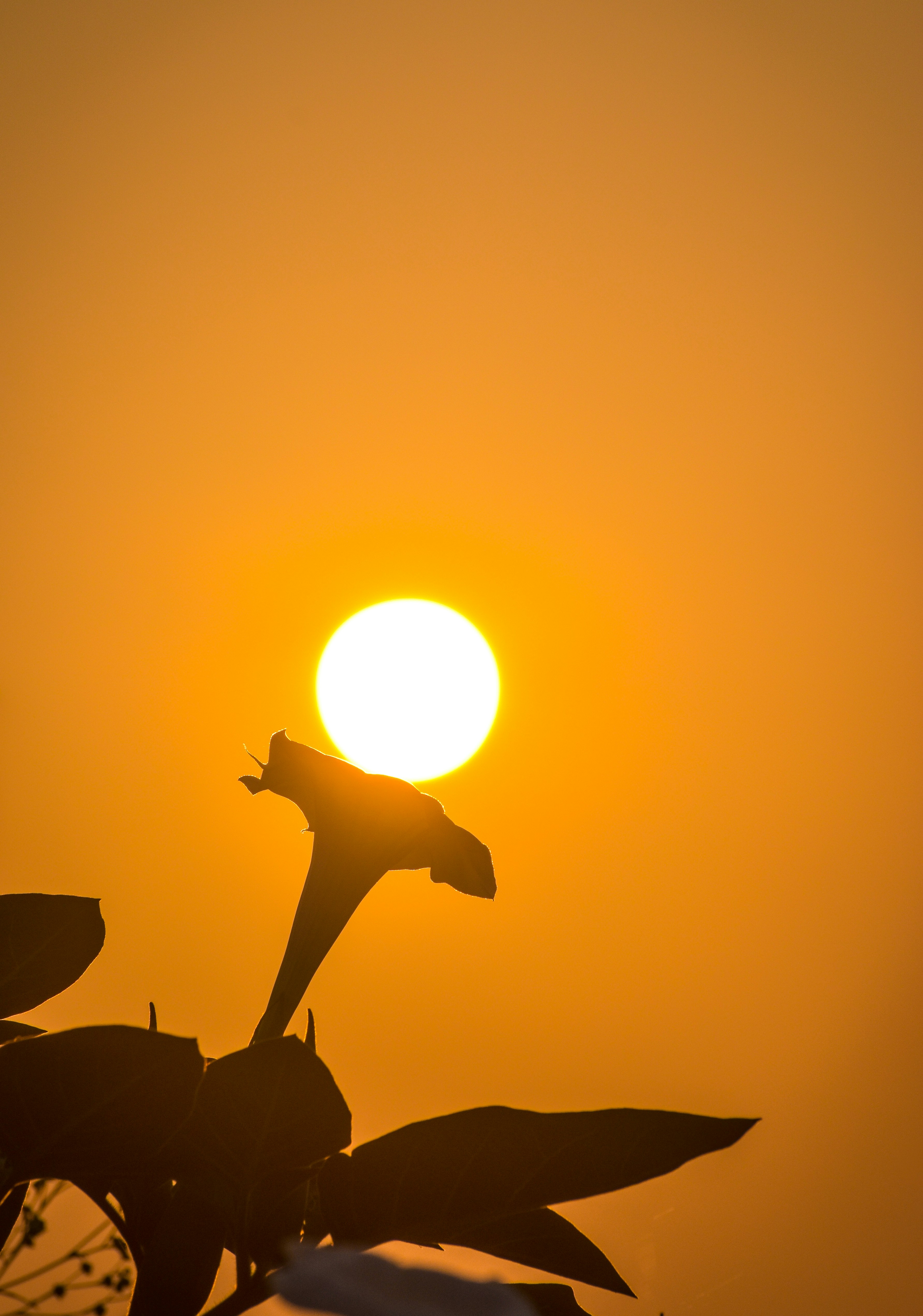 El sol se está poniendo detrás de la rama de un árbol foto – Imagen de ...