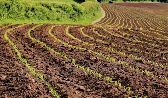 a large field with rows of plants growing in it