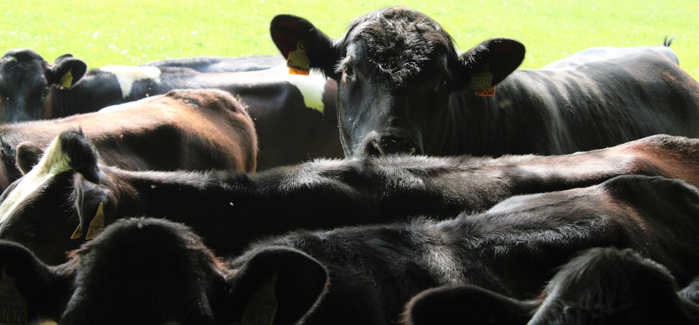 a herd of cattle standing on top of a lush green field