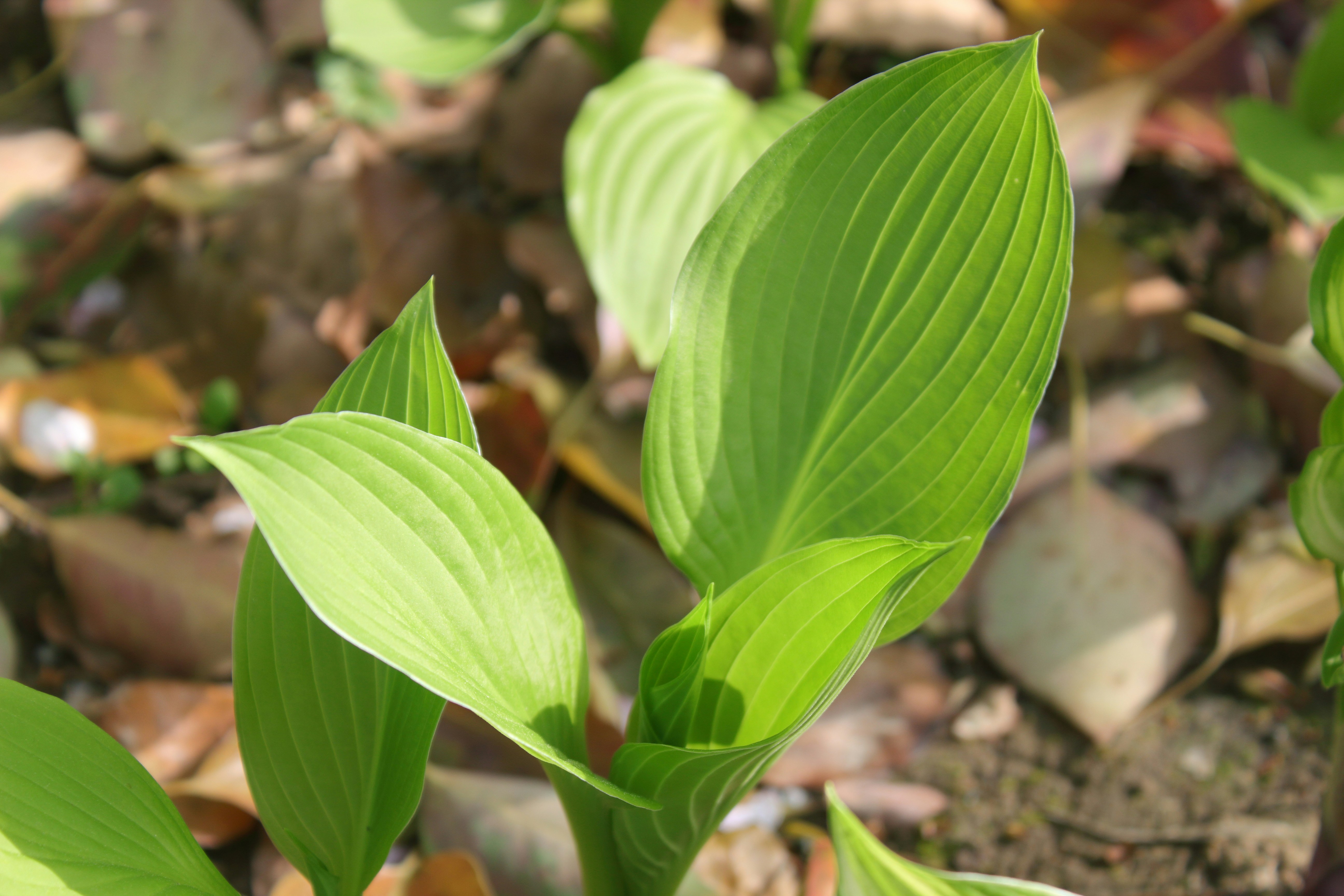 Photo by sillydove4030