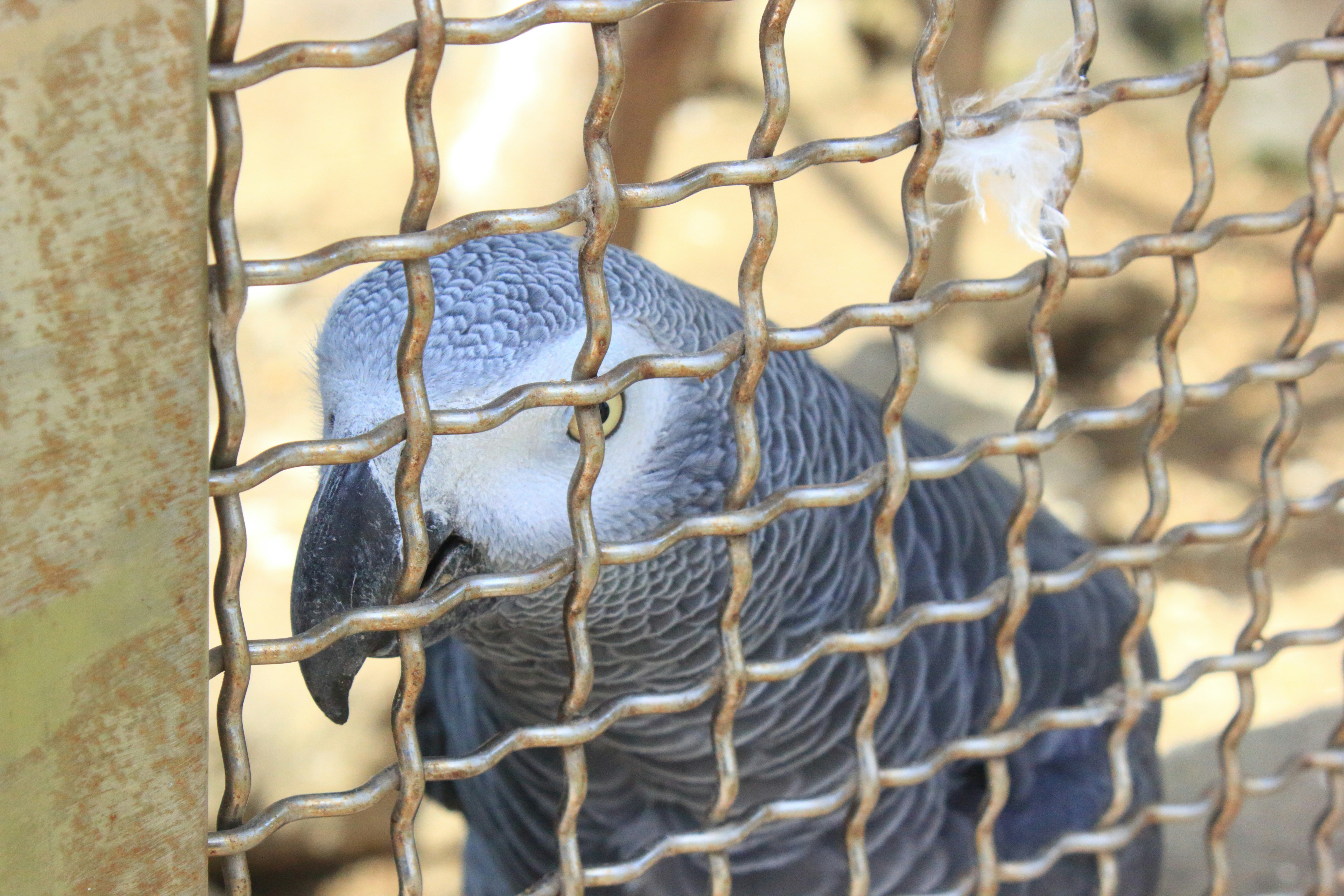 ケージの上に座っている青と白の鳥