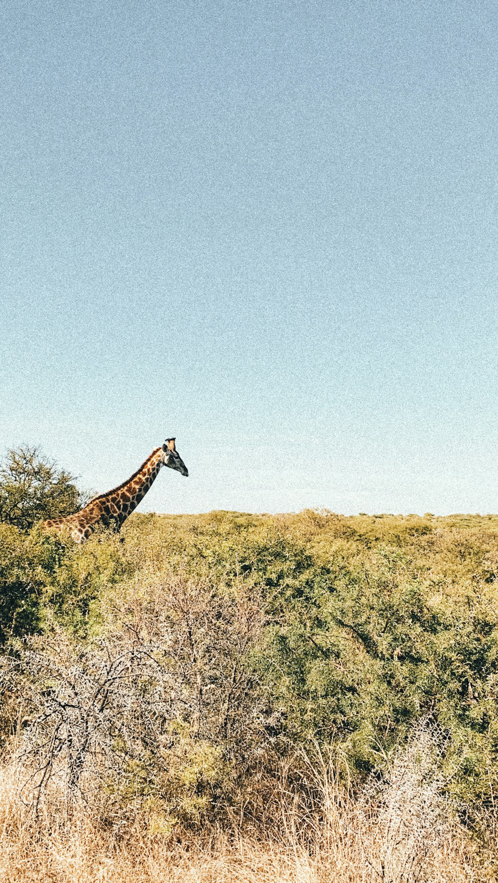 uma girafa em pé no meio de um campo