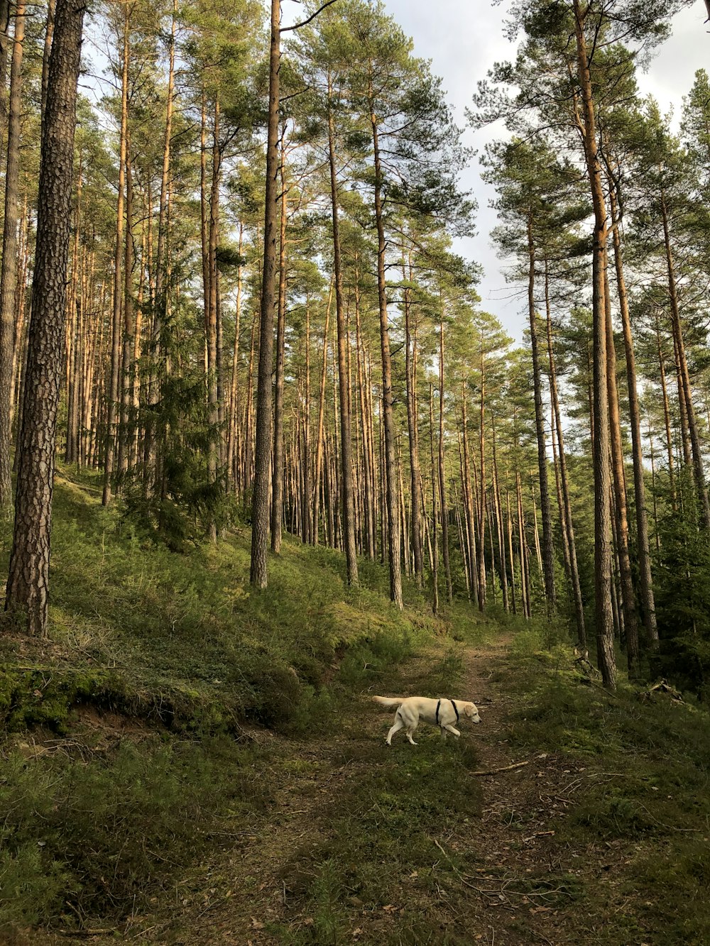 two dogs walking down a path in the woods