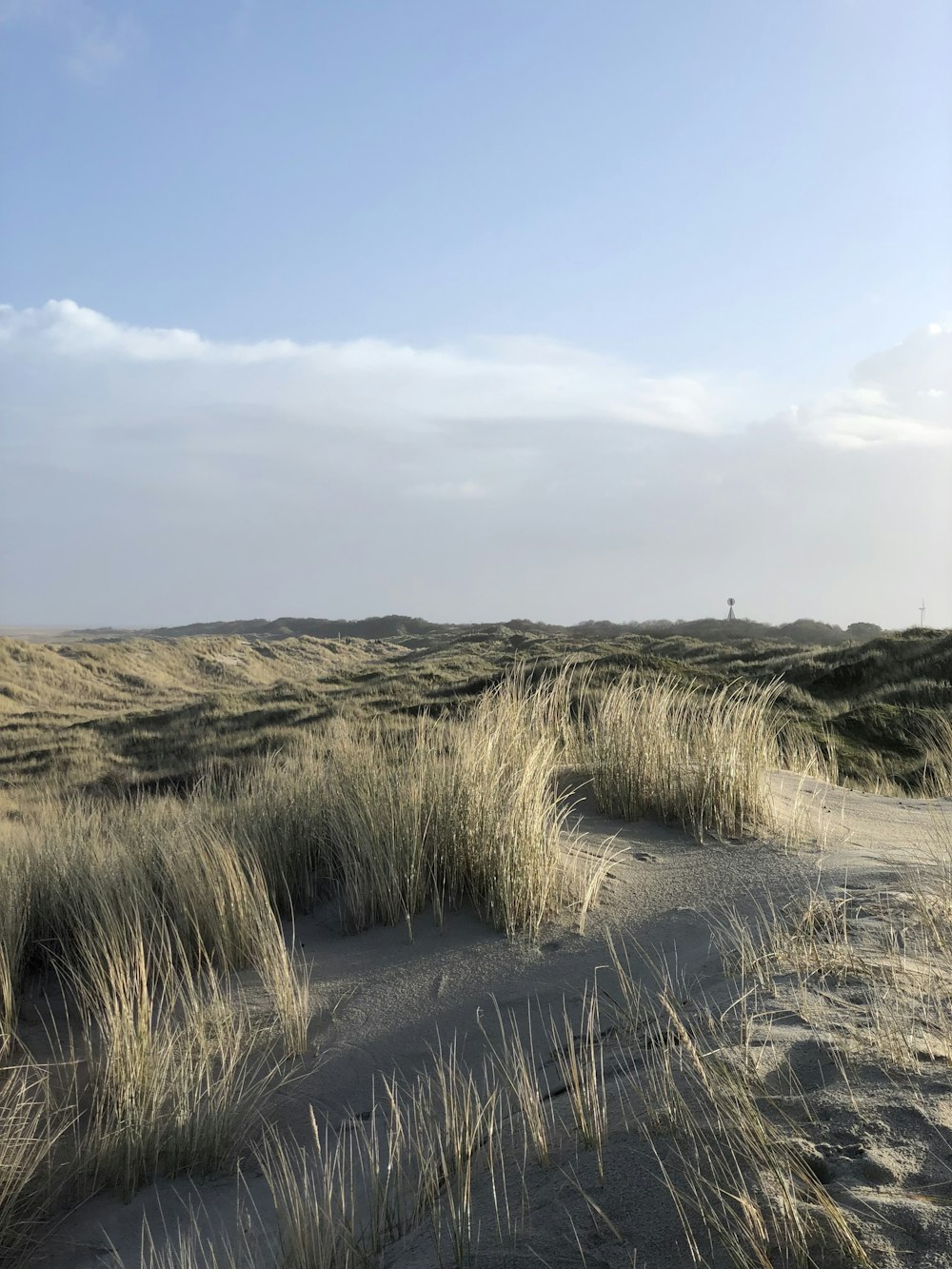 a sandy beach with grass and sand dunes