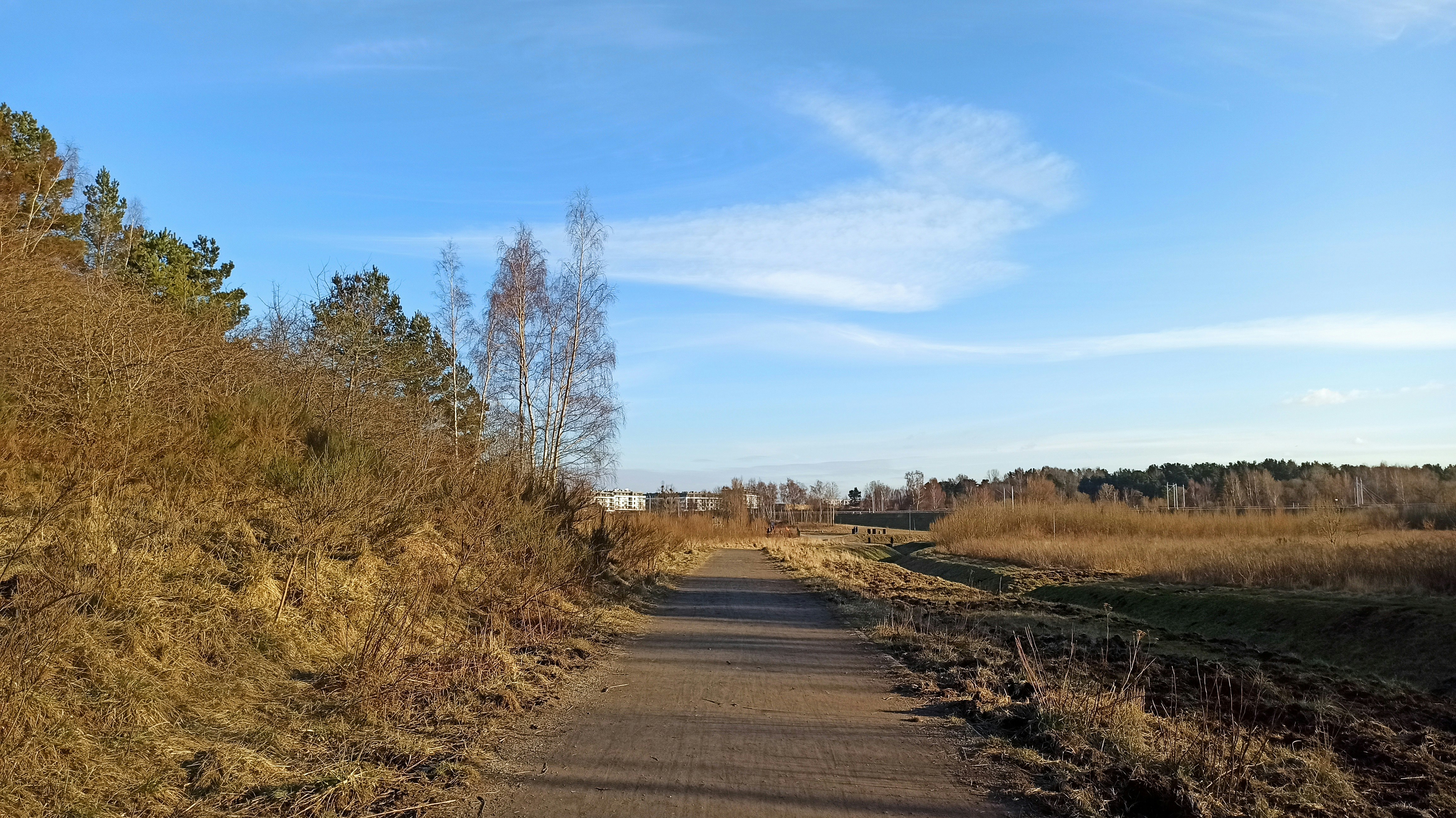 una strada sterrata circondata da erba alta e alberi