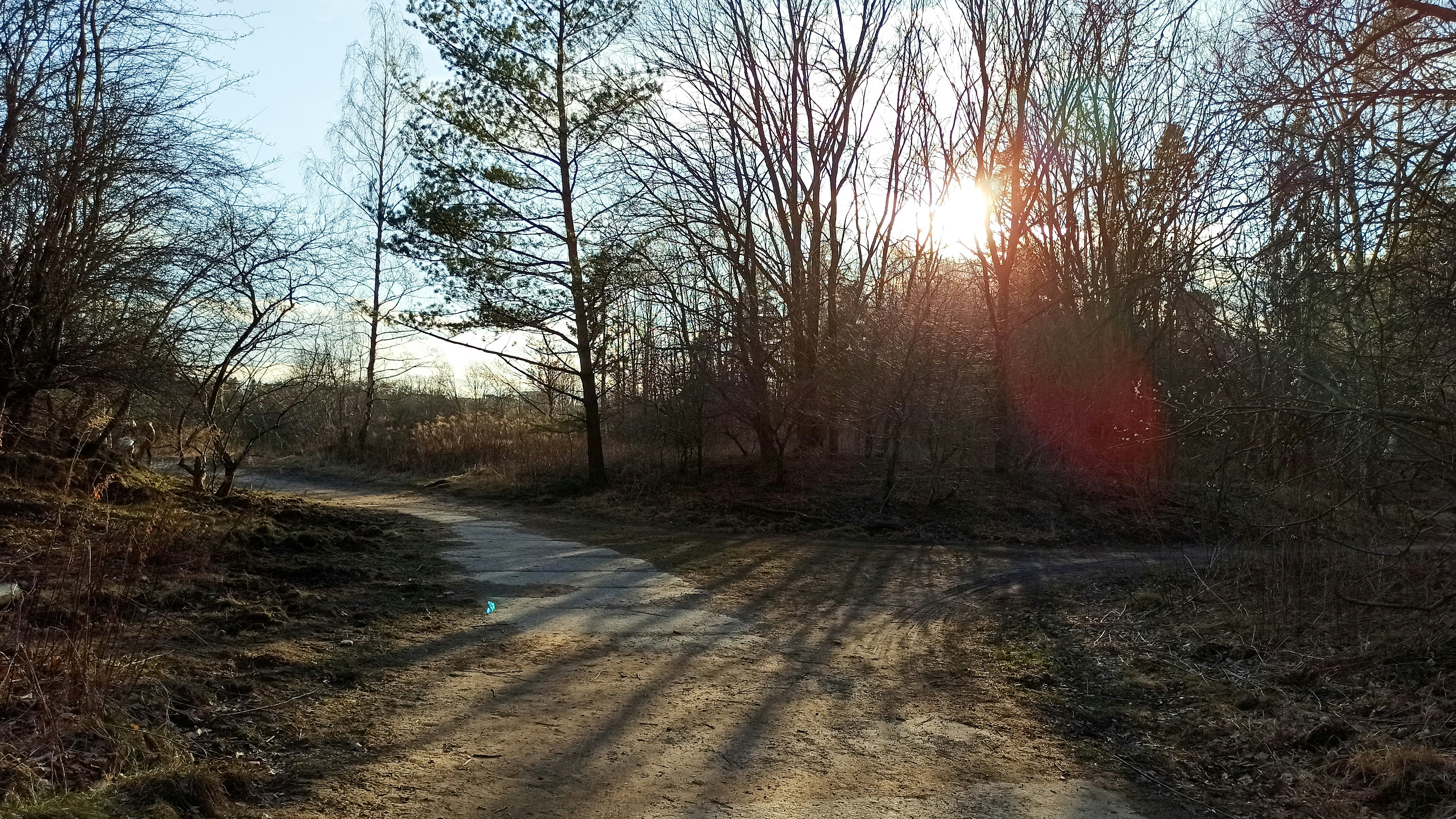 una strada sterrata circondata da alberi ed erba