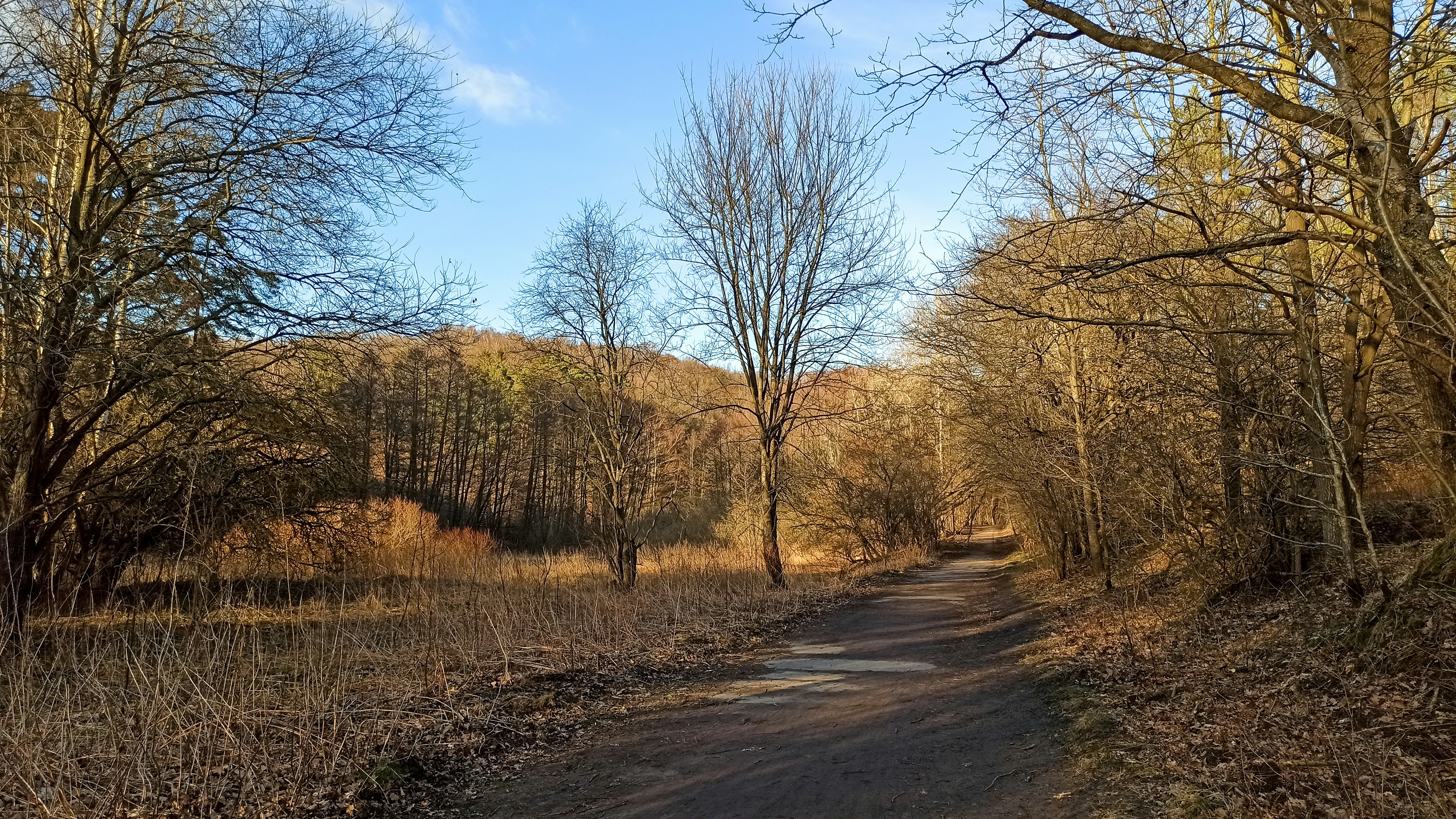 una strada sterrata nel mezzo di una zona boschiva