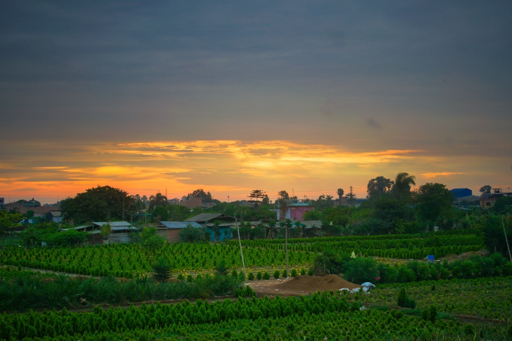 the sun is setting over a field of crops