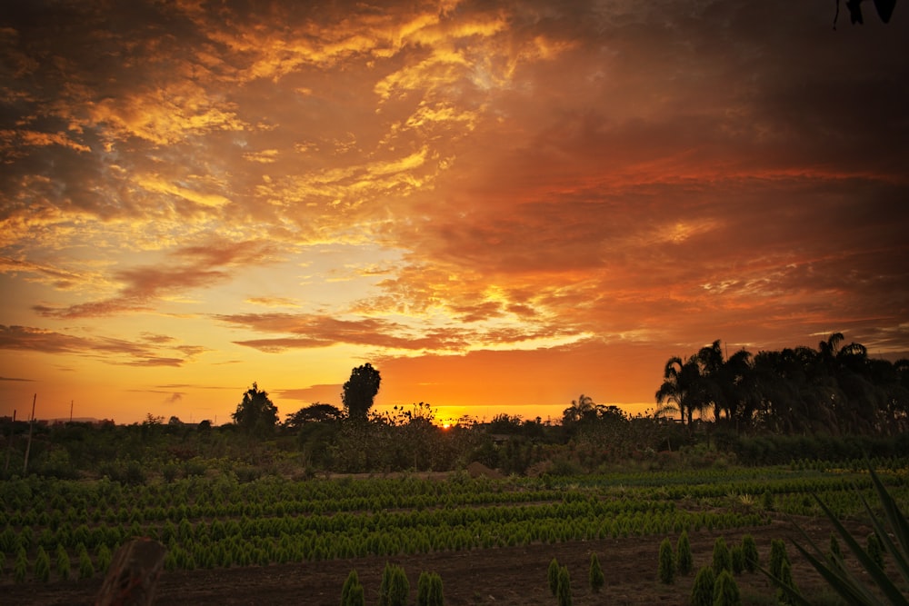 the sun is setting over a field of crops