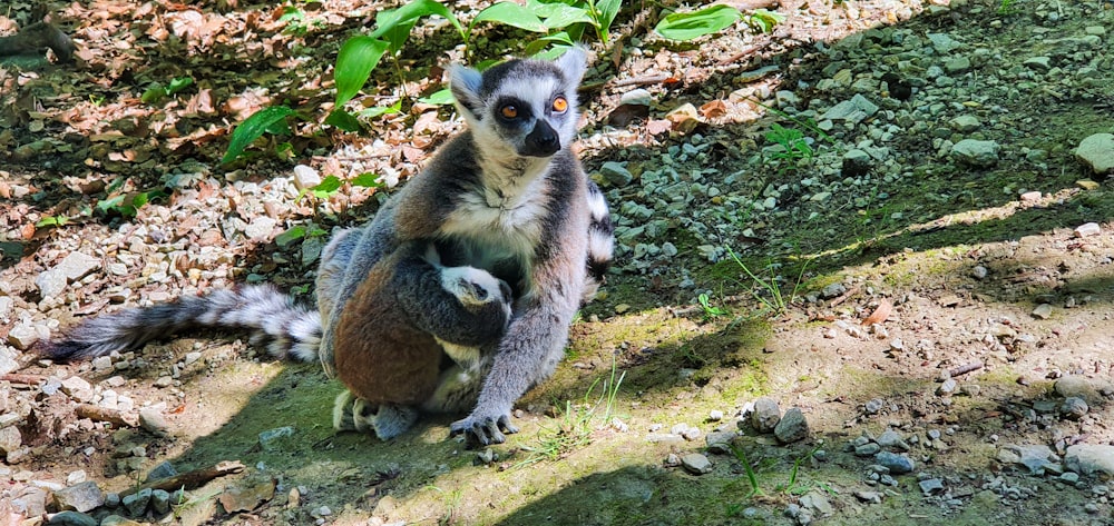 a couple of animals that are standing in the dirt